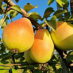 _EFD178_PROD_PEAR_ITALY_club_Eden_LEV3-1024x768